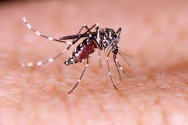 Saúde alerta a população para redobrar cuidados com o mosquito Aedes aegypti